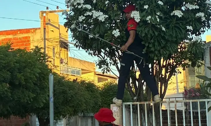 Bombeiros Civis de Icó resgatam camelão próximo a residência e devolvem animal à natureza