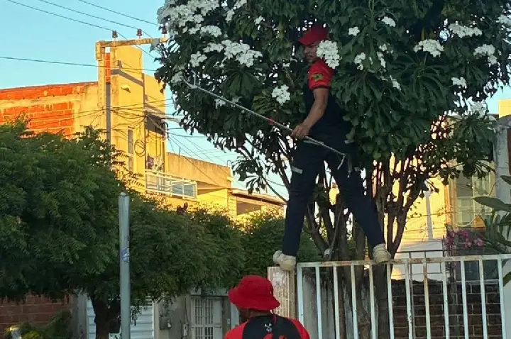 Bombeiros Civis de Icó resgatam camelão próximo a residência e devolvem animal à natureza