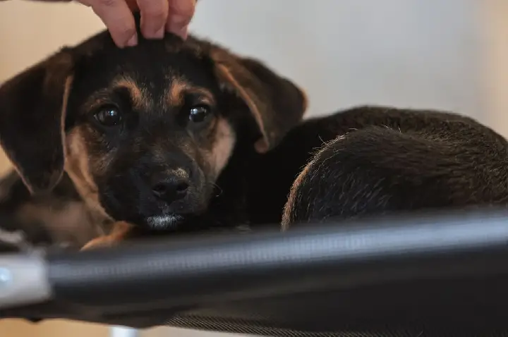 Lei define guarda compartilhada de pets; veja detalhes