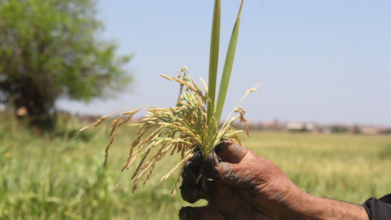 Agricultores colhem safra recorde de arroz de sequeiro nas várzeas do Orós
