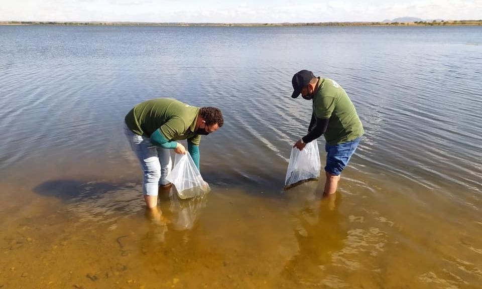 Projeto de peixamento realiza povoamento de alevinos em açudes comunitários de Icó