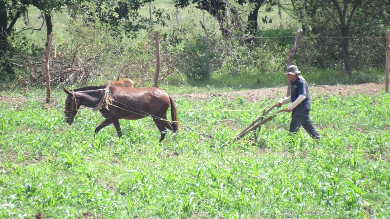 Senado aprova auxílio de até R$ 3.500 para agricultores familiares