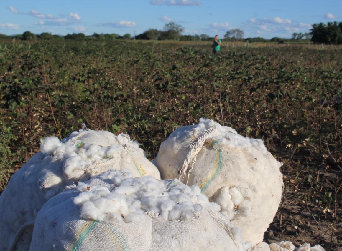 Área de cultivo de algodão cresce 60% em um ano no Ceará