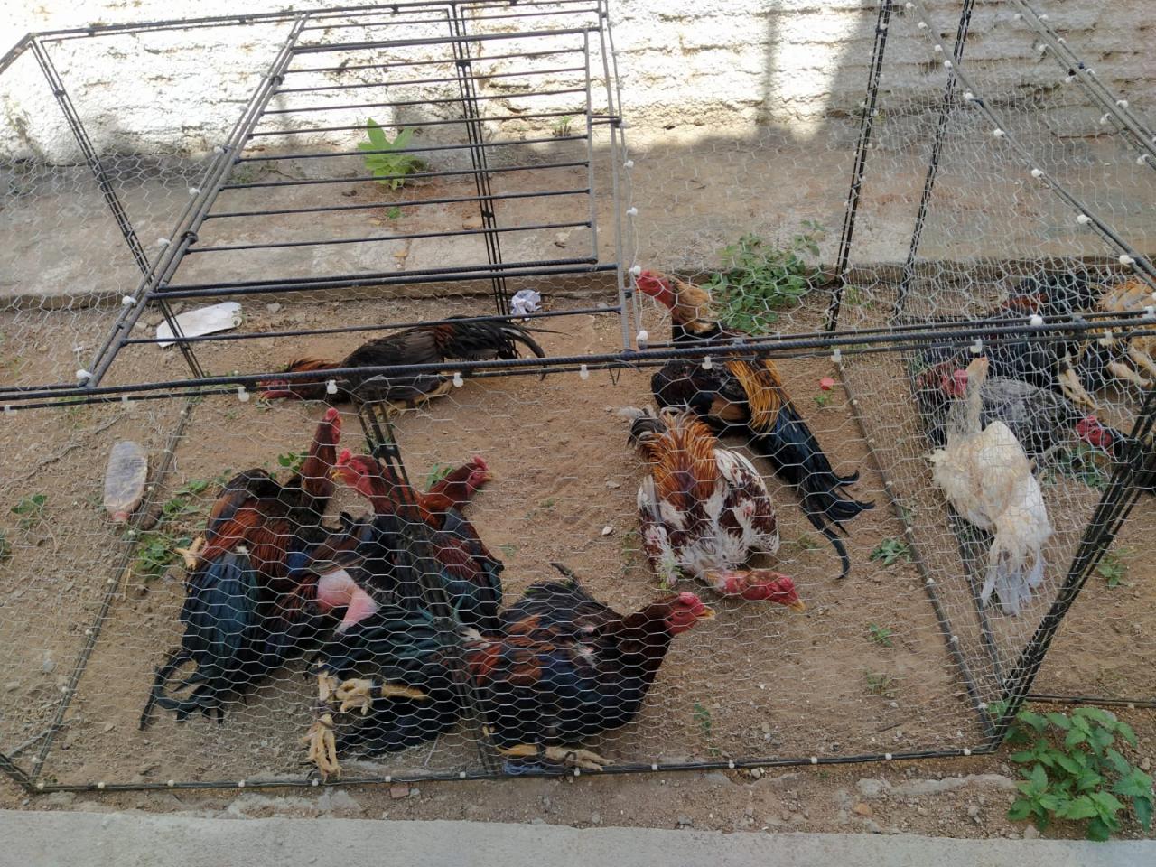 Polícia apreende 31 galos destinados para rinha em Icó