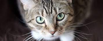 Ceará registra primeiro caso de doença grave que infecta gatos e pode atingir humanos; veja sintomas