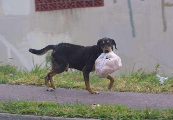 Programa de Castração de Iguatu atende mais de 2200 animais em situação de rua