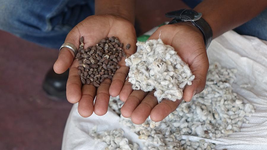 Agricultores familiares de Icó recebem sementes de algodão selecionadas para plantio