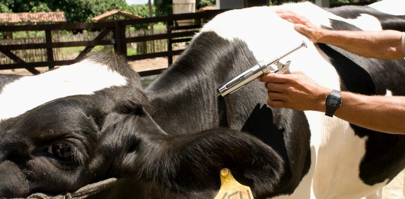 Campanha de vacinação contra Febre Aftosa termina hoje 31/05