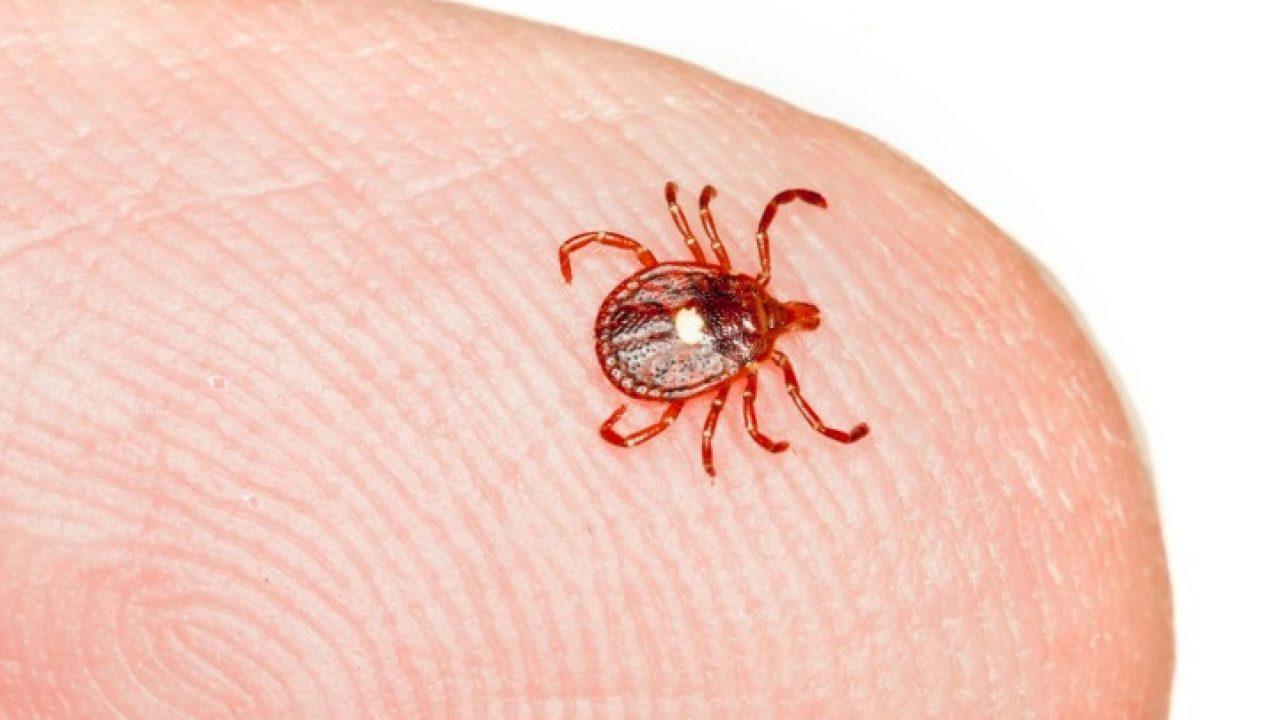 Febre maculosa: Ceará registra 4 casos da doença em 2023