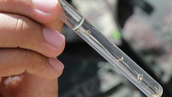 Retorno da dengue tipo 3 é ameaça para crianças e jovens no Ceará; entenda alerta de especialistas