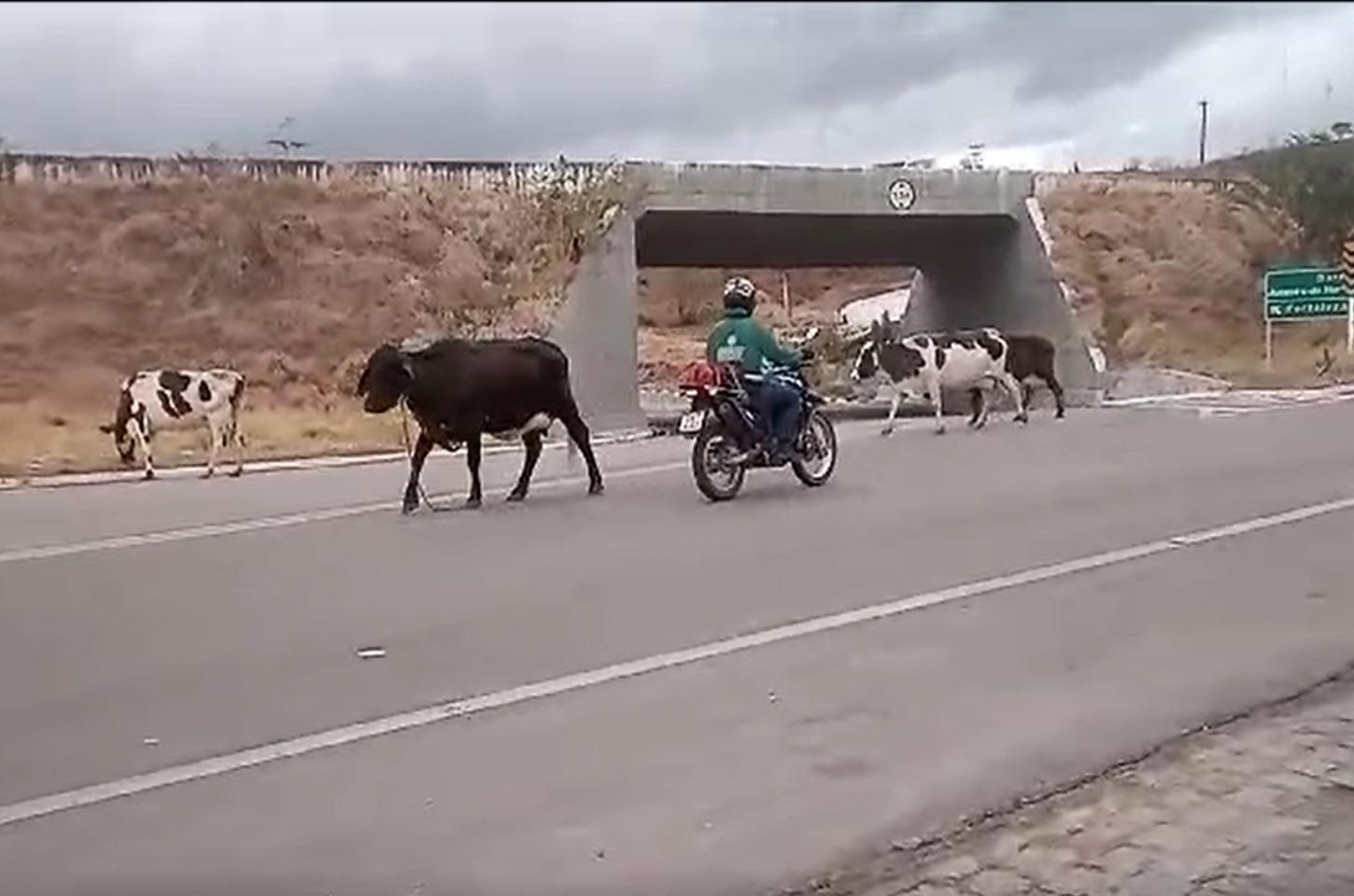 Animais são flagrados em extensão da BR-116 em Icó