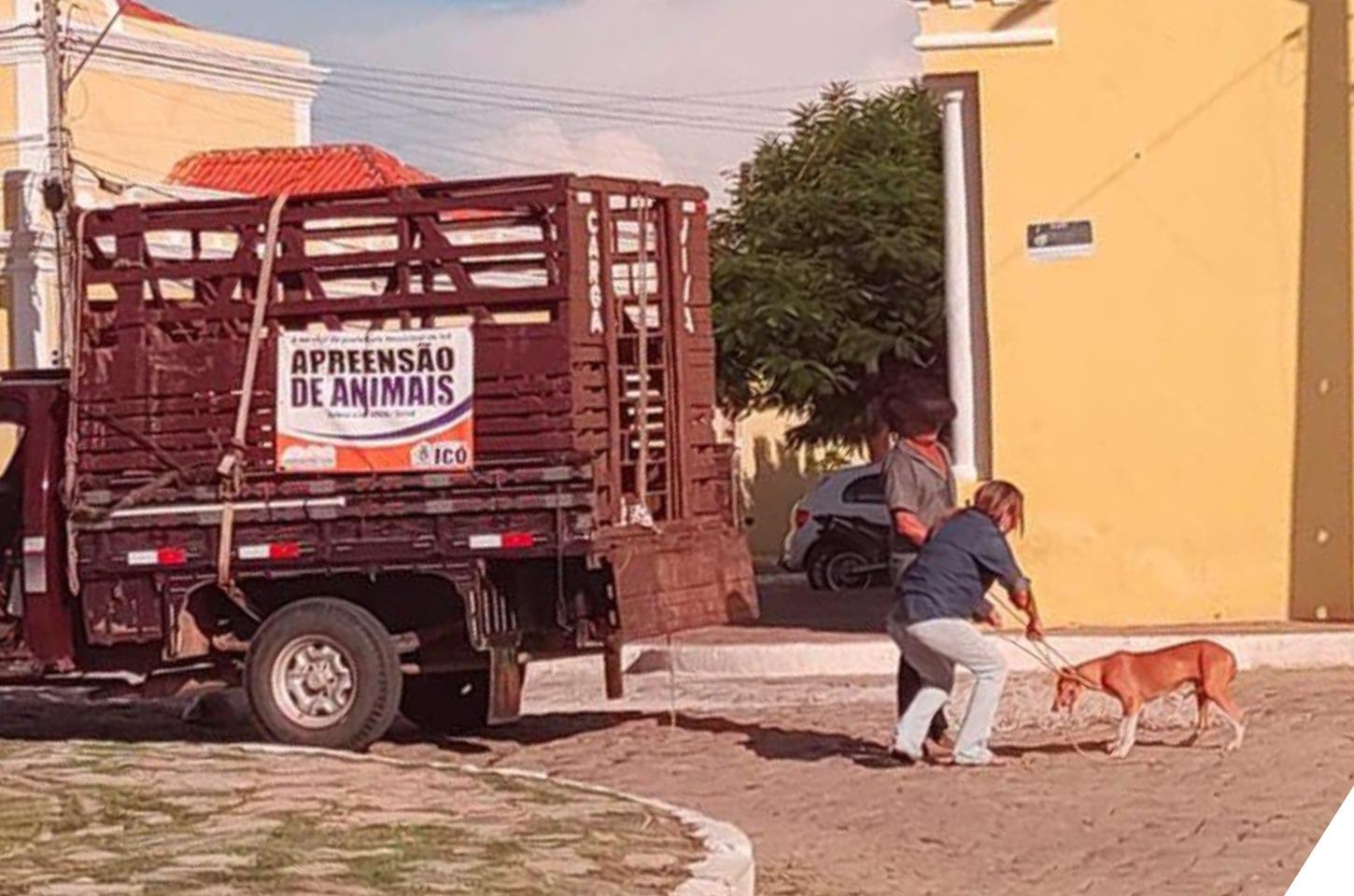  Após ataque de cachorros em praça pública de Icó, animais são recolhidos para canil municipal