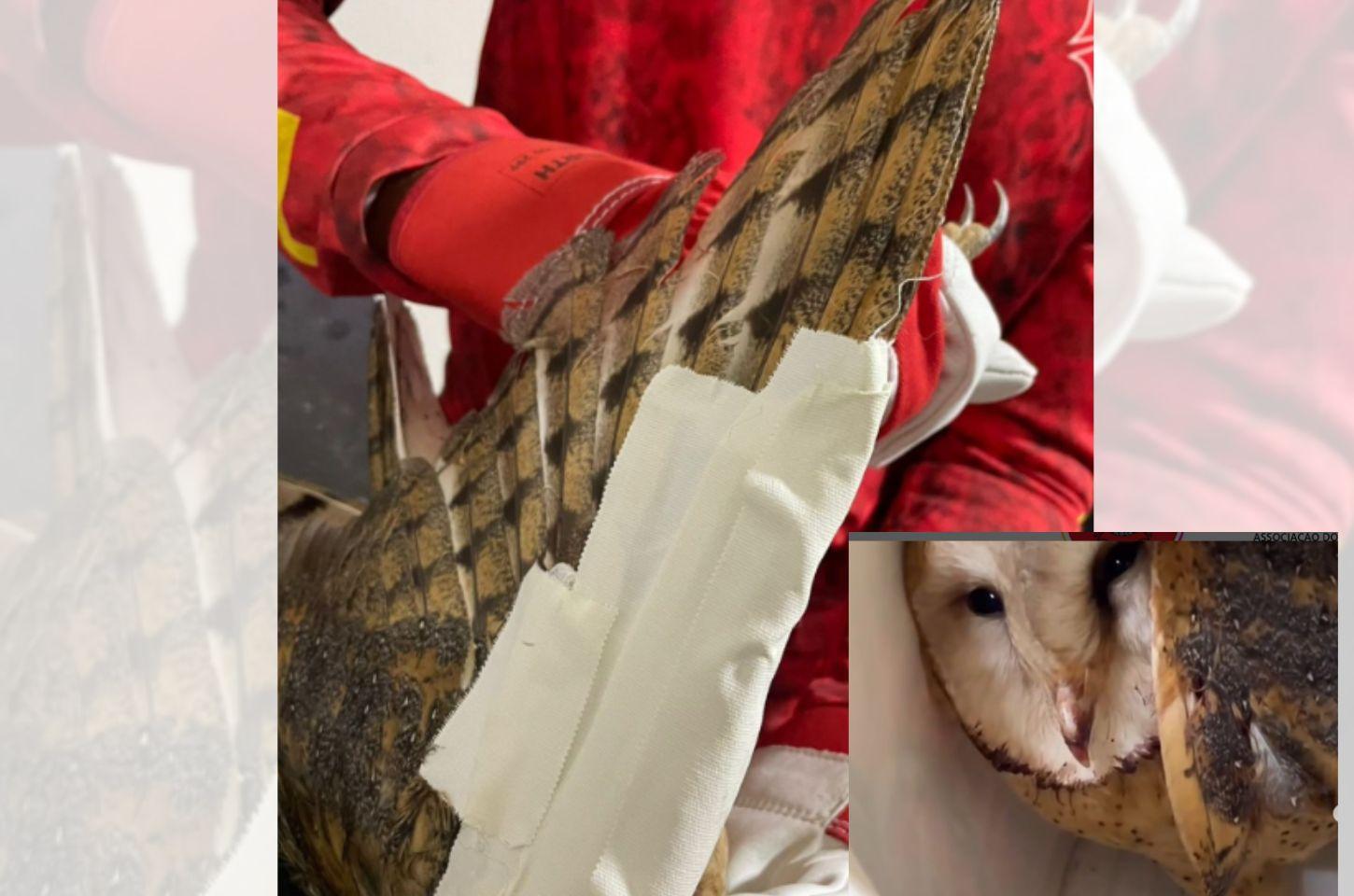 Bombeiros Civis de Icó resgatam coruja machucada em residência