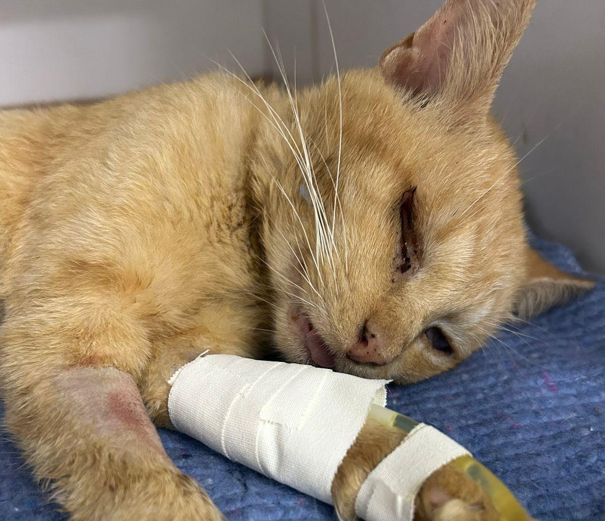 Gato cego agredido por comerciante em Icó é salvo e segue em tratamento