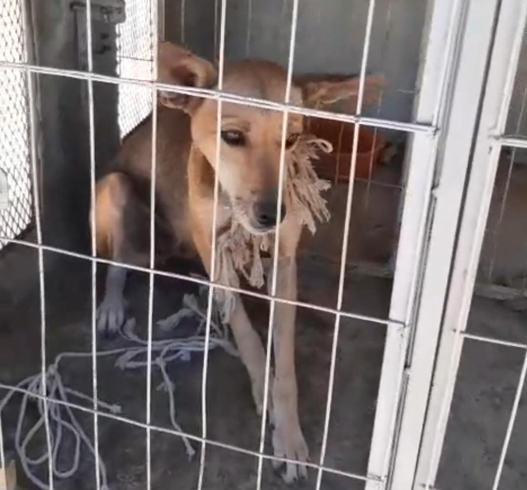 Guarda Civil Municipal e ONG é o bicho resgatam cadelinha vítima de maus-tratos em Icó