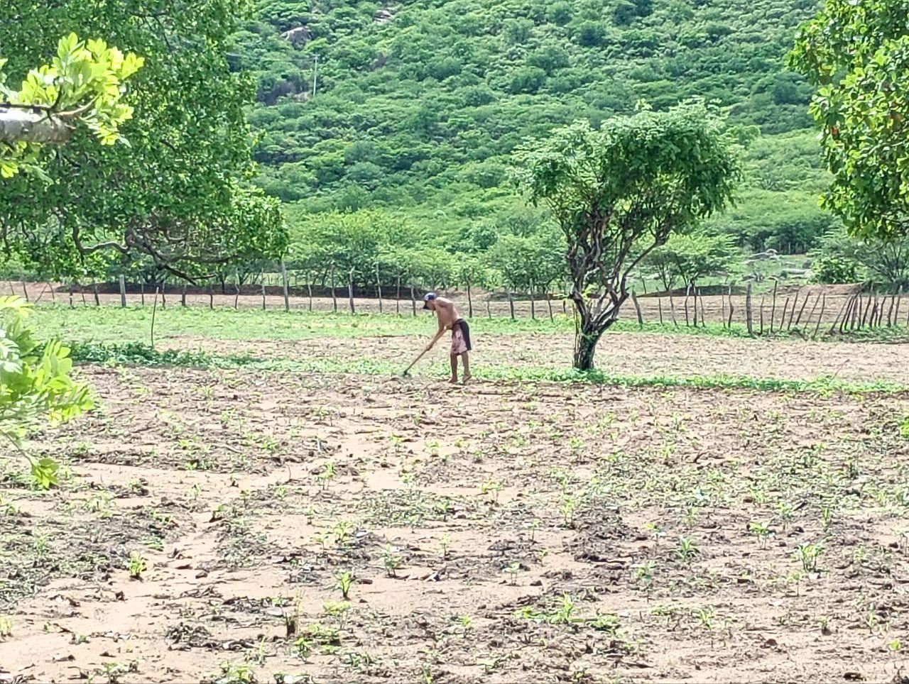 Chuvas renovam esperança no campo e mudam cenário da zona rural de Icó