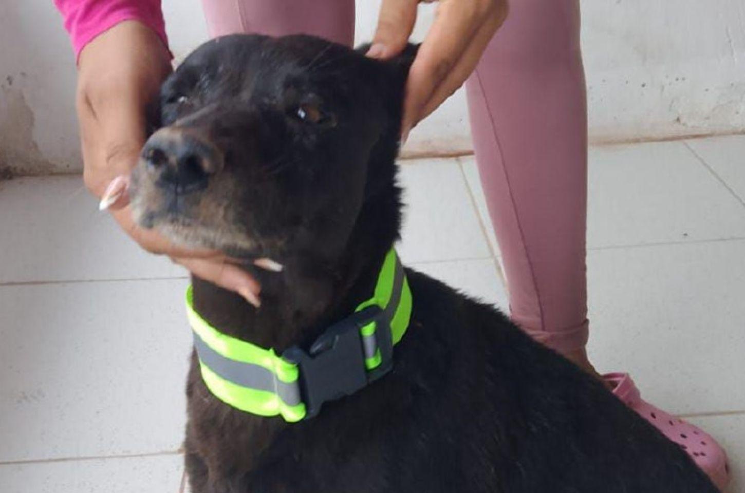 Programa CID amplia cuidado com animais de rua através de protocolo humanitário em Icó