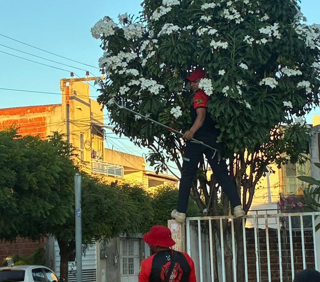 Bombeiros Civis de Icó resgatam camelão próximo a residência e devolvem animal à natureza