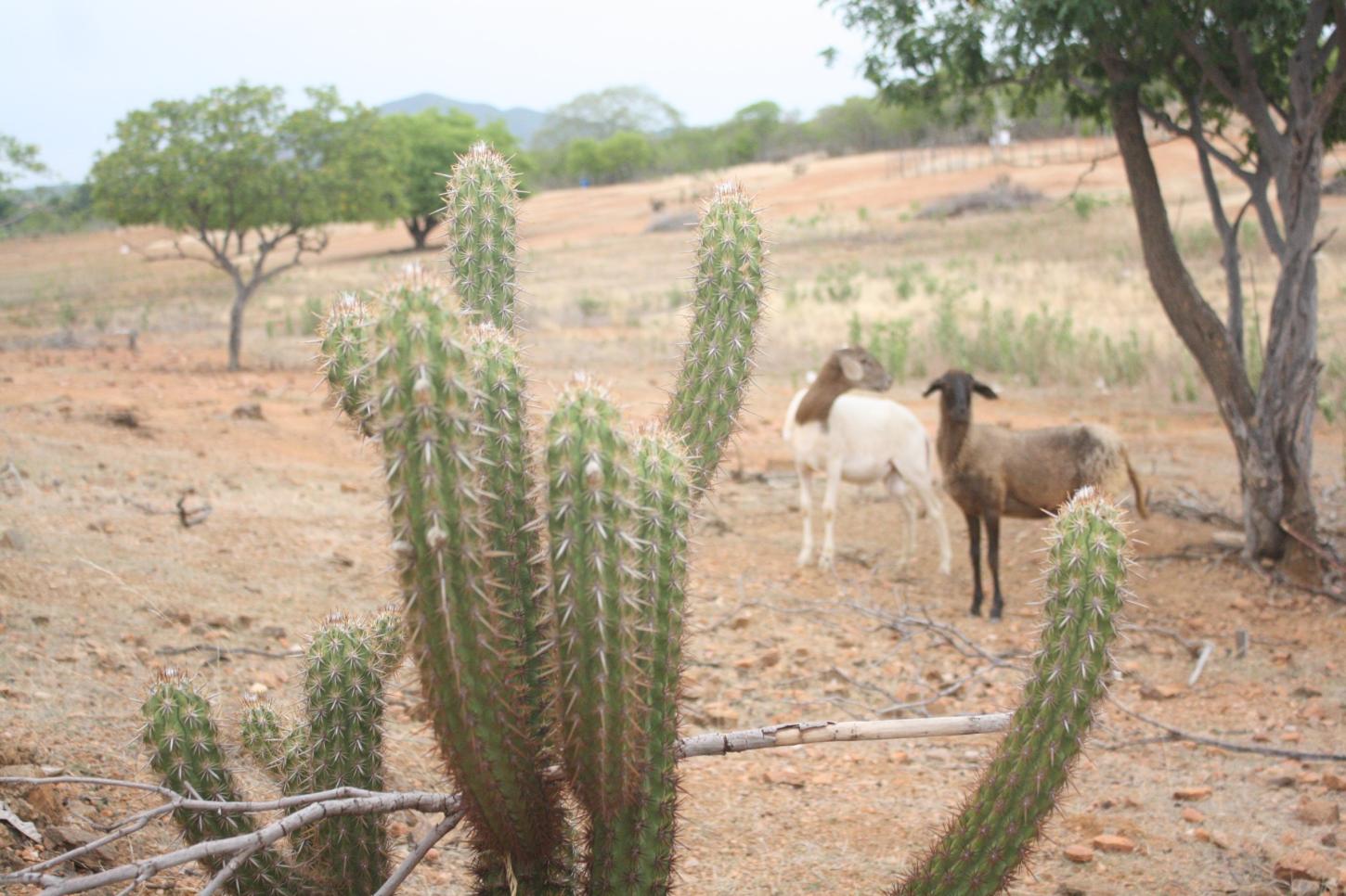 Ceará deve enfrentar forte déficit hídrico e calor acima da média até outubro